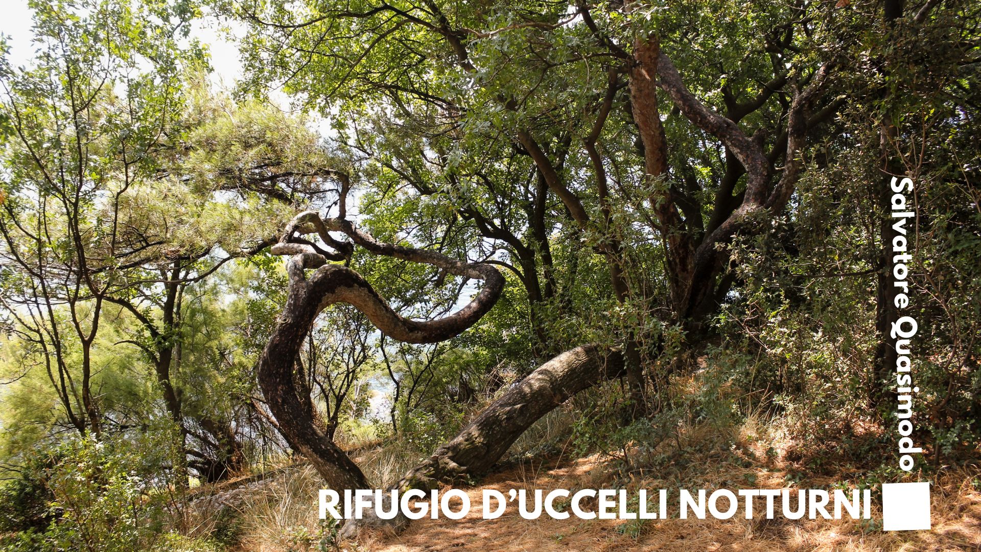 RIFUGIO D’UCCELLI NOTTURNI