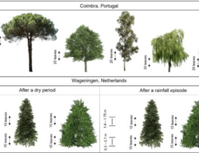 DALLA RICERCA: alberi trappola per le micro e nano plastiche dell’aria