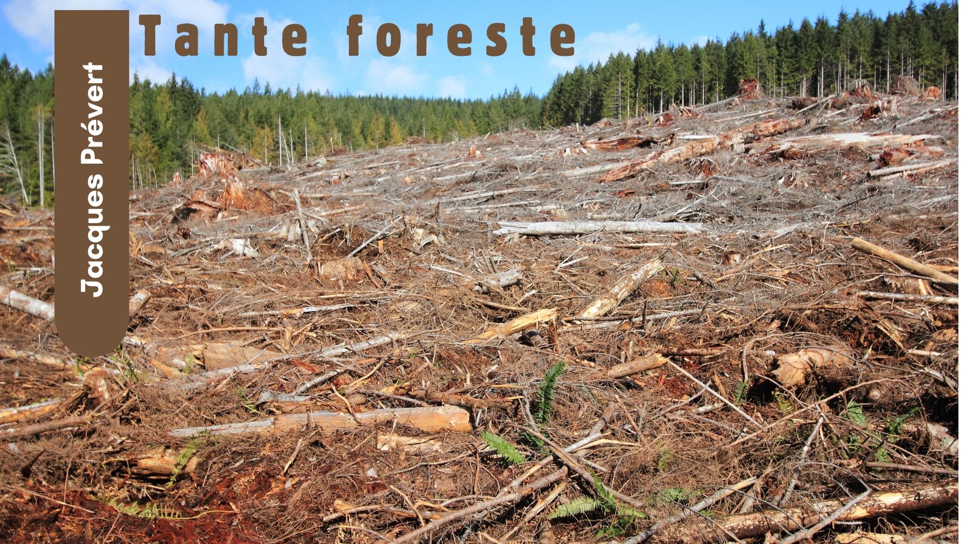 TANTE FORESTE